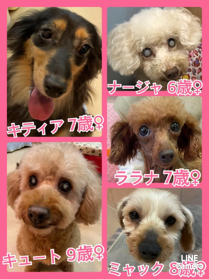 🐾今日の里親様募集中ワンコ🐶＆ニャンコ🐱メンバーです🐾2021,6,14